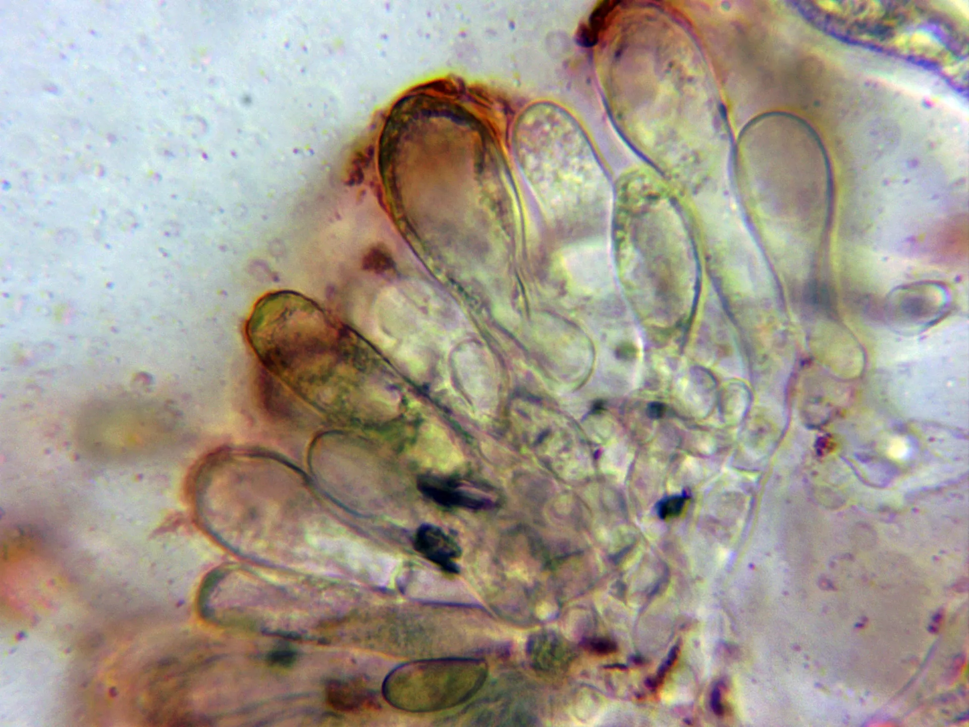 Microscopía de Inosperma cervicolor - 10 - Arista laminar 3
